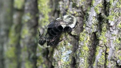 Common Eastern Bumble bees mating on the side of a tree Video stock 237839325