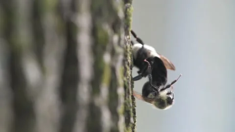 Common Eastern Bumble bees mating on the side of a tree Video stock 237839385