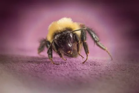 Common Eastern Bumblebee Stock Photos