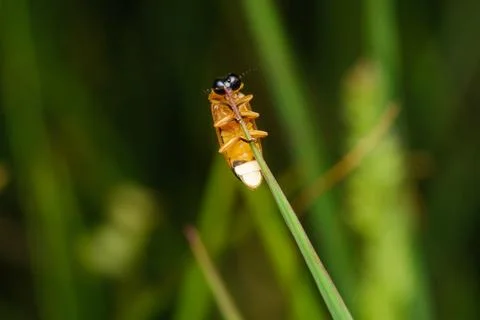 Common Eastern Firefly in Pune Stock Photos