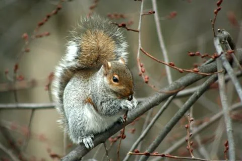 Common eastern gray squirrel eating in a tree Foto stock