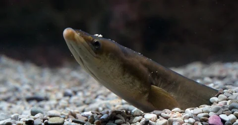 Common Eel or European Eel, anguilla anguilla, Adult buried in the ground, sl Stock Footage 112464755
