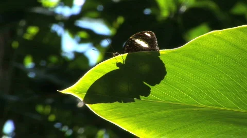  Common Eggfly,butterfly and shadow through leaf Stock Footage 156210