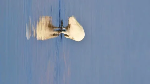 Common egret, Egretta garzetta, wading waterfowl, long bill and legs, white Stock Footage 238615654