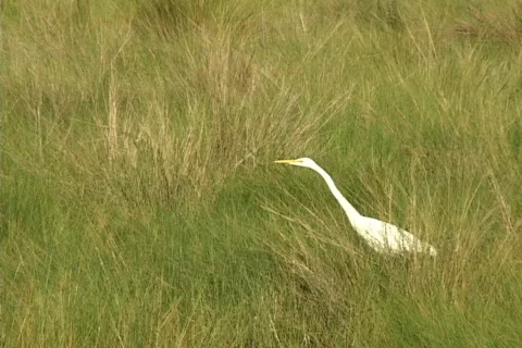 Common Egret Video stock 529870