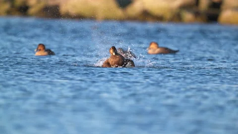 Common Eider bathing Stock Footage 170589549