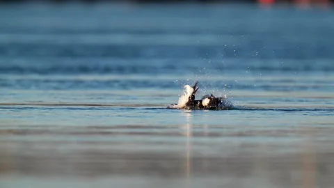Common Eider bathing Stock Footage 171306460