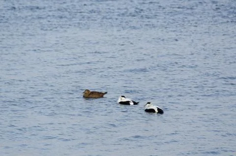 Common eider birds Foto stock