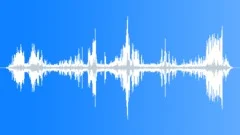Common Eider CU MalesSound Effect