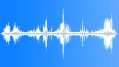 Common Eider CU MalesSound Effect