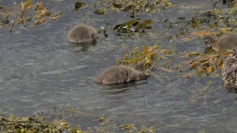 Common Eider Duck and Ducklings Foraging in Iceland 4K Wildlife Footage Stock Footage 339799508