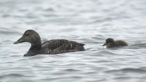 Common eider duck with duckling swimming in calm water in Iceland 4K footage Stock Footage 339914446