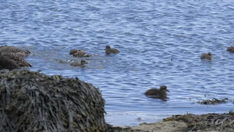 Common Eider Duck Family Foraging in Icelandic Coastal Waters 库存影片 339634735