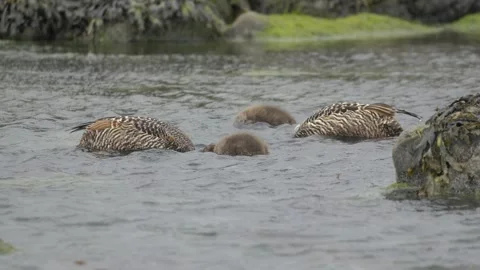 Common Eider Duck Family Foraging in Coastal Waters of Iceland Stock Footage 339636992
