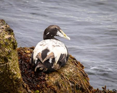 A common eider duck is laying on a rock by the water Stock Photos