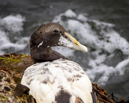 A common eider duck is laying on a rock by the water Stock Photos