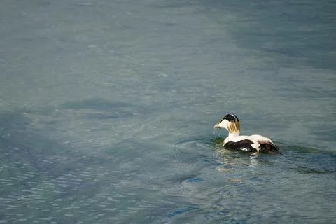 Common eider duck swimming in blue water Stock-Fotos
