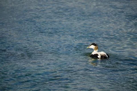 Common eider duck swimming in blue ocean water Stock-Fotos