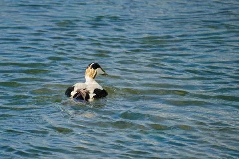Common eider duck swimming on blue water Stock Photos