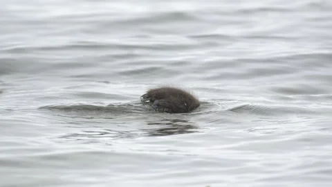 Common eider duckling diving in calm water in Iceland 4K nature footage Stock Footage 339920125
