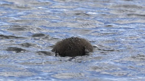 Common Eider Duckling Foraging in Coastal Waters of Iceland Stock Footage 339635188