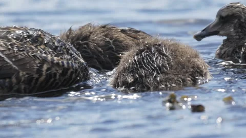 Common Eider Duckling Foraging Underwater in Icelandic Coastal Waters Stock Footage 339641739