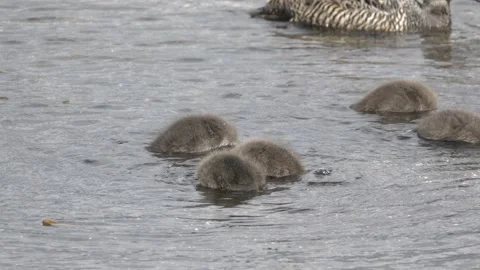 Common Eider Duckling Foraging Underwater in Iceland 4K Wildlife Footage Stock Footage 339795282