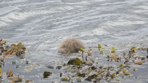 Common Eider Duckling Foraging Underwater in Iceland 4K Wildlife Footage 库存影片 339799499