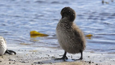Common Eider Duckling Preening Feathers on an Icelandic Beach Stock Footage 339636262