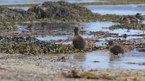 Common Eider Duckling Running and Swimming in Coastal Iceland Waters Stock Footage 339636627