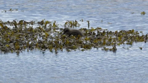 Common Eider Duckling Swimming Through Kelp in the Coastal Waters of Iceland Video stock 339635155