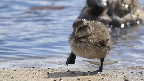 Common Eider Duckling Walking on Shore and Resting in Iceland Stock Footage 339636215