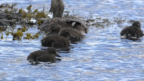 Common Eider Ducklings Diving and Foraging in Icelandic Coastal Waters Stock Footage 339635274