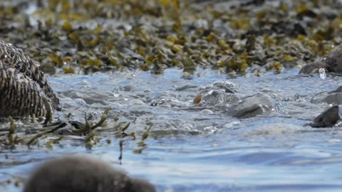 Common Eider Ducklings Diving and Foraging in Icelandic Coastal Waters Stock Footage 339641726