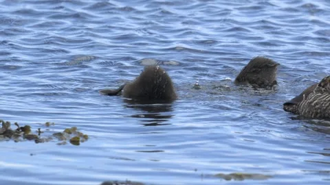 Common Eider Ducklings Diving for Food in the Coastal Waters of Iceland Stock Footage 339635218