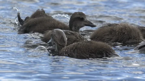 Common Eider Ducklings Foraging in the Coastal Waters of Iceland Stock Footage 339641672