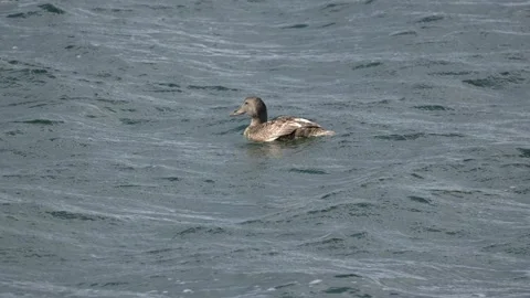 Common Eider Ducklings Foraging in Coastal Waters Iceland 4K Wildlife Footage Stock Footage 339795275