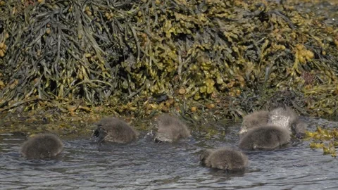Common Eider Ducklings Foraging Near Seaweed in Iceland 4K Wildlife Footage Stock Footage 339796196