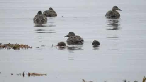 Common eider ducks with ducklings swimming in calm water in Iceland 4K footage Stock Footage 339901949