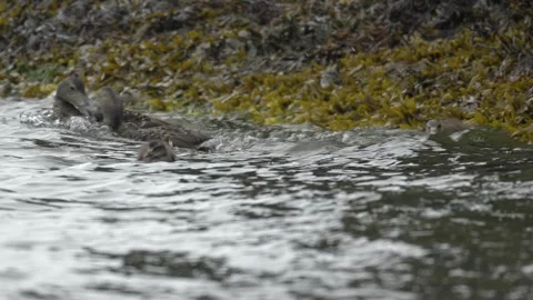 Common eider ducks fighting in water with duckling in Iceland 4K footage Stock Footage 339913861