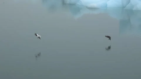 Common Eider Ducks Flying Over Glacial Icebergs in Jökulsárlón Lagoon in Iceland Stock Footage 339956130