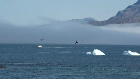 Common Eider Ducks Flying Over Coastal Waters in Nuuk Greenland Stock Footage 345531904