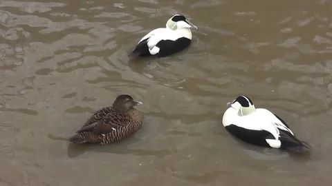 Common eider ducks Stock Footage 92575261