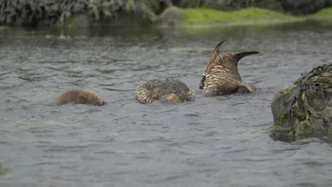 Common Eider Ducks Foraging Underwater in the Coastal Waters of Iceland Video stock 339636982