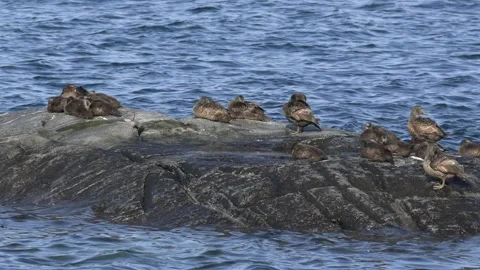 Common Eider Ducks Resting on Coastal Rock in Nuuk Greenland Stock Footage 345536215