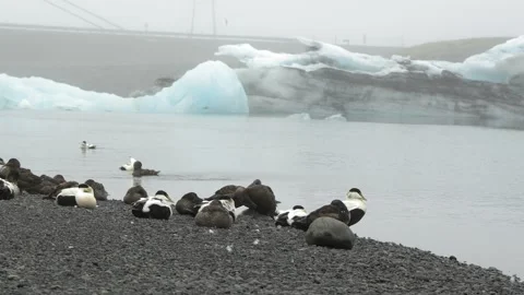 Common Eider Ducks Resting on the Shore of Jökulsárlón Glacier Lagoon in Iceland Stock Footage 339956259