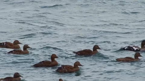Common Eider Ducks Swimming in the Cold Waters of Iceland Stock Footage 320516468