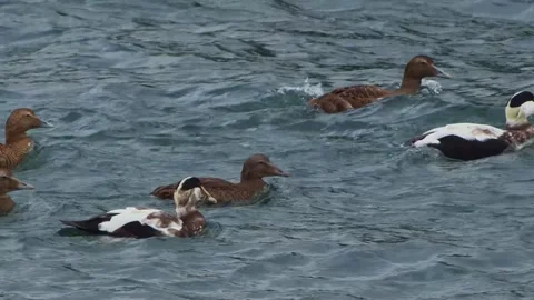 Common Eider Ducks Swimming in the Cold Waters of Iceland Stock-Footage 320516671