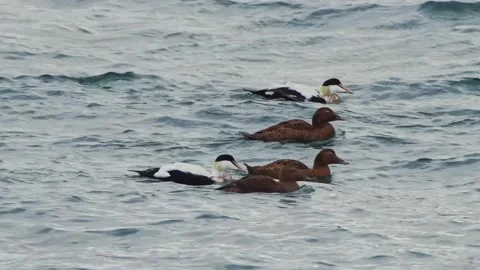 Common Eider Ducks Swimming in the North Atlantic Ocean off the Coast of Iceland Stock Footage 320516505