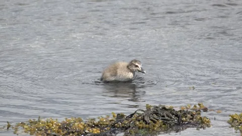 Common Eider Family Foraging in Coastal Waters of Iceland 4K Wildlife Footage Stock Footage 339795260